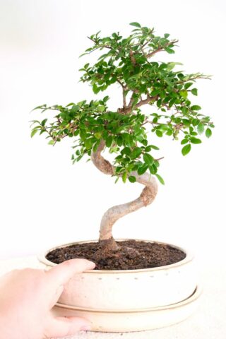Chinese elm for beginners from our premium collection