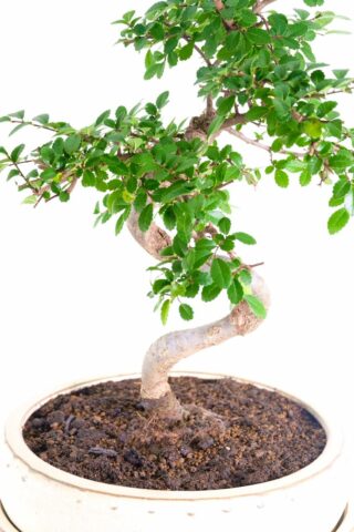 Supreme winding twisty bonsai for sale