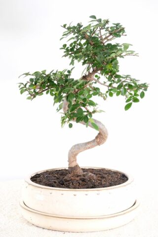 A captivating mature indoor tree for beginners