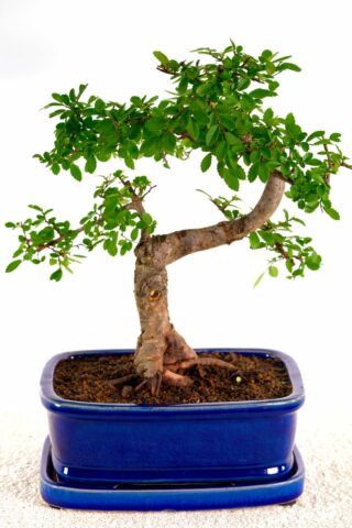 Quirky Chinese Elm bonsai for sale UK