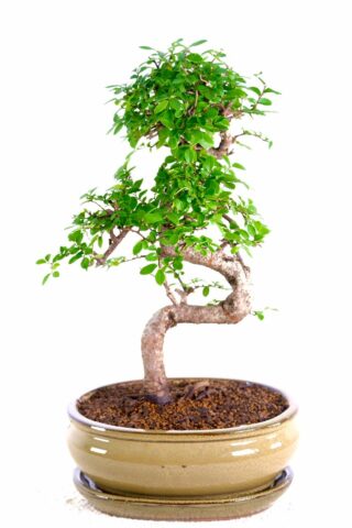 Serpentine beginners indoor bonsai for sale with flaky bark
