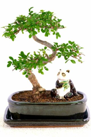 Excellence range Chinese elm with panda of friendship