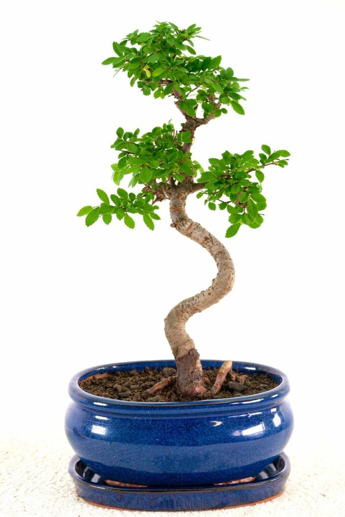 Twisty Chinese Elm bonsai for sale UK