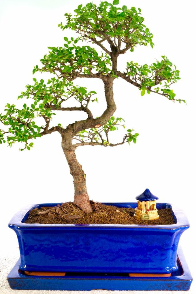 A sensational tall elegant 20-year-old beginners Bonsai favourites for sale