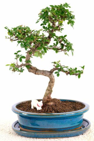 Winding Chinese Elm bonsai for sale UK