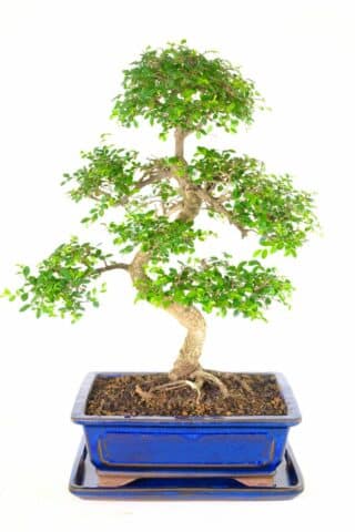 19-Year-Old Chinese Elm Bonsai: Captivating Beauty and Exquisite Craftsmanship 🌳
