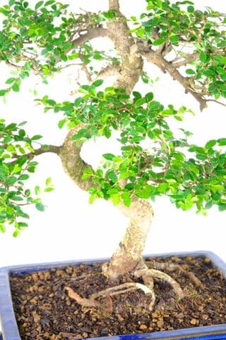 Stunning Trunk Texture and Exquisite Shape: 19-Year-Old Chinese Elm Bonsai 🌿