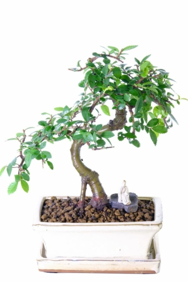 Dwarf Chinese Elm indoor bonsai with forked trunk and Chinese figurine