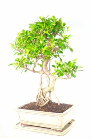 The most exemplary large easy care indoor ficus bonsai for sale