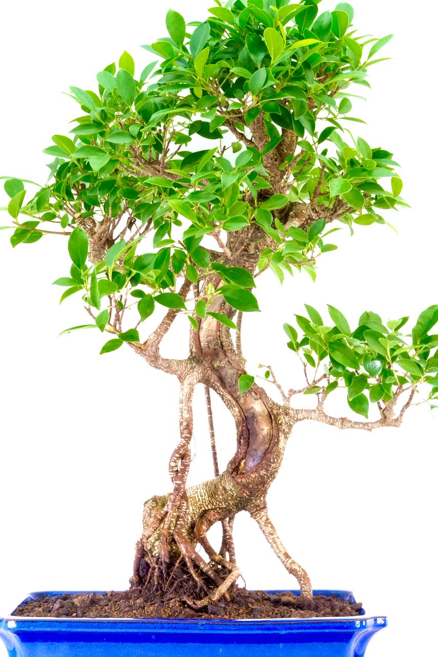 Beautiful Indoor Ficus Bonsai Tree For Sale UK Perfect For Beginners!