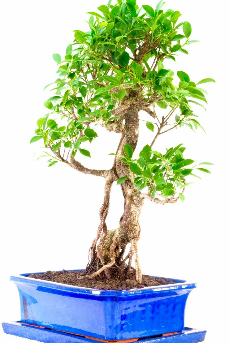 Beautiful Indoor Ficus Bonsai Tree For Sale UK Perfect For Beginners!