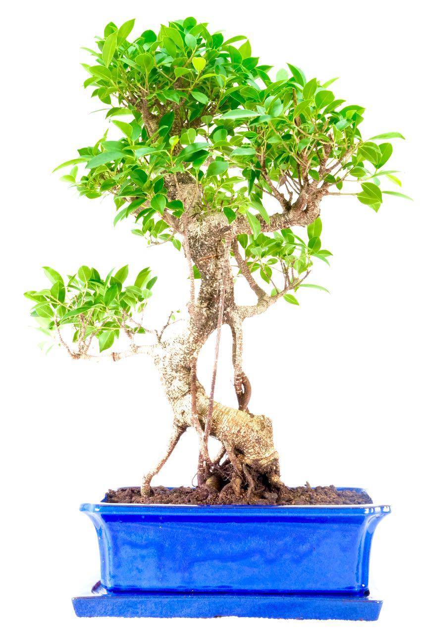 Beautiful Indoor Ficus Bonsai Tree For Sale UK Perfect For Beginners!