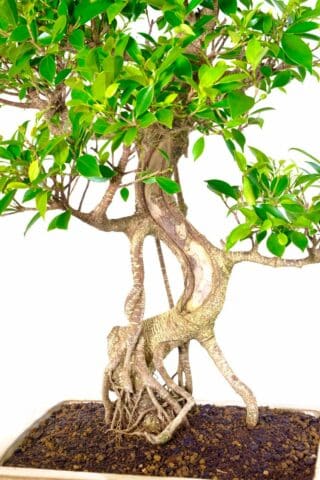 Brilliant Branch Placement: 28-Year-Old Ficus Bonsai