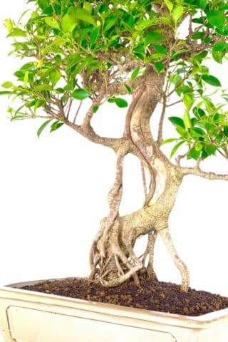 Stunning 'Shari' Feature: 28-Year-Old Ficus Bonsai