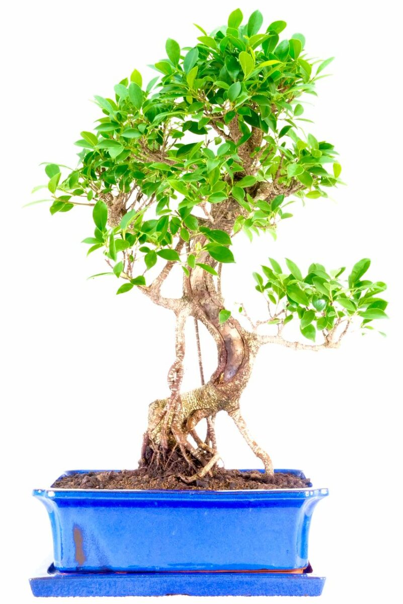 Beautiful Indoor Ficus Bonsai Tree For Sale UK Perfect For Beginners!