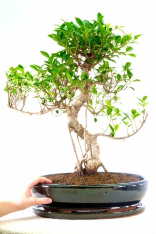 Stro=ikng and impressive mature tree for home or office