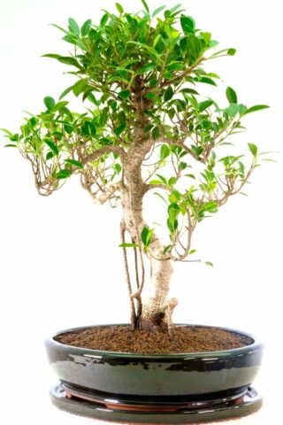 A supreme styled bonsai with aerial roots
