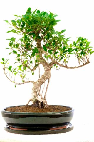 Ficus retusa is great in lower light levels