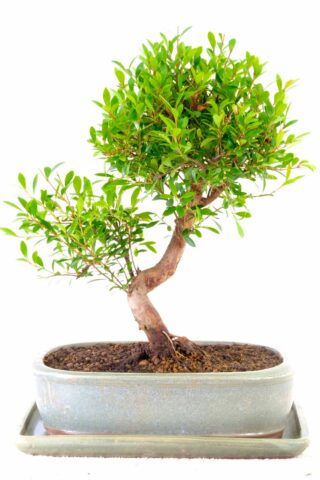 Twisty Oriental Myrtle bonsai for sale UK