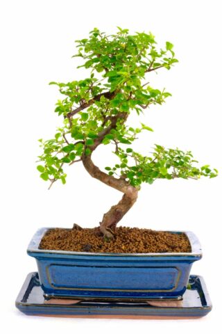 Wonderful Sweet Plum bonsai for sale UK