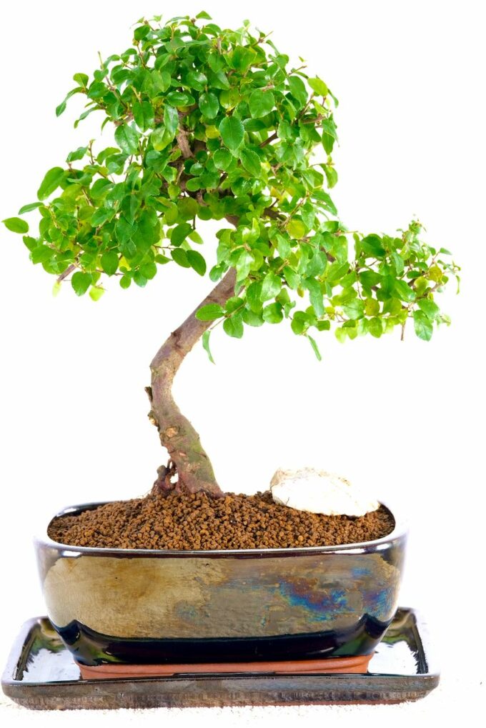 Beautiful Bonsai tree with full canopy and rock