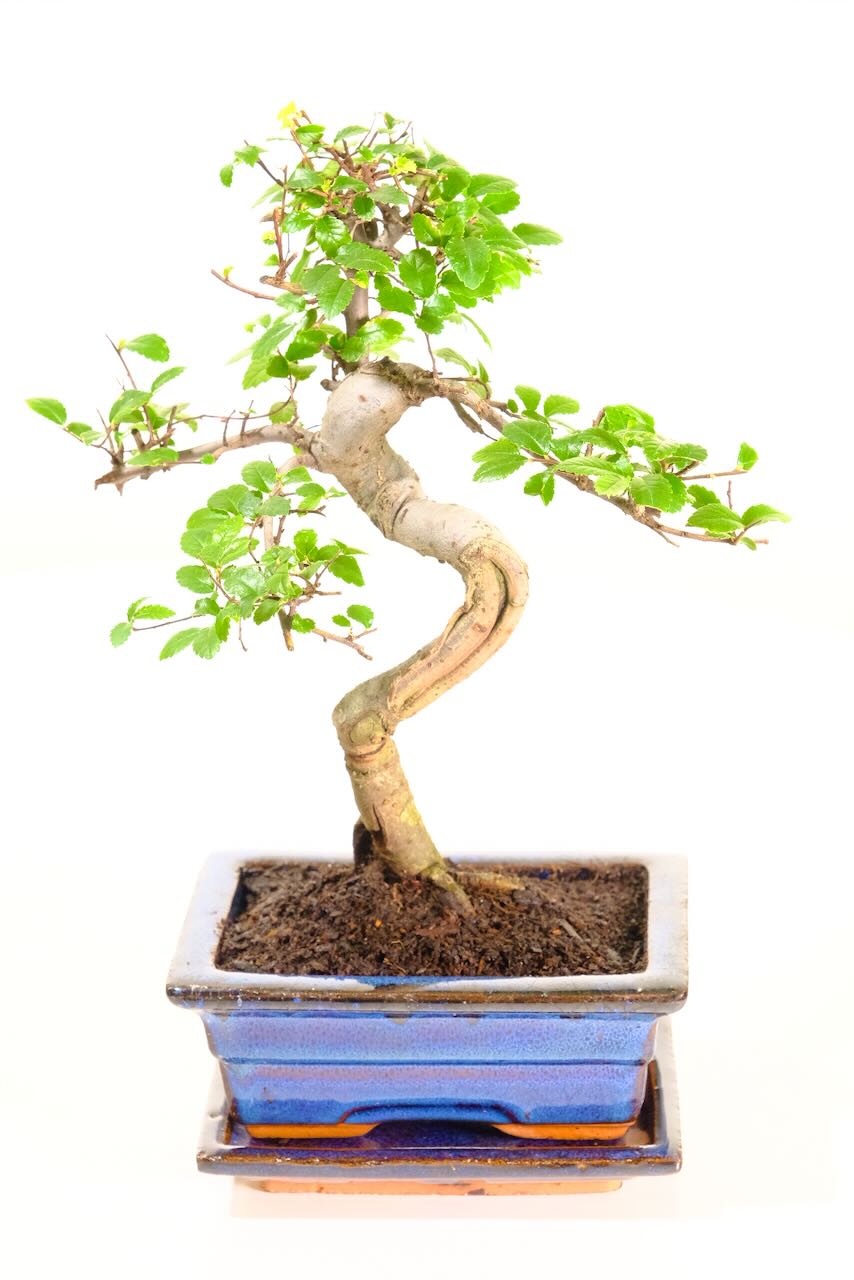 Character Chinese Elm bonsai with future shari
