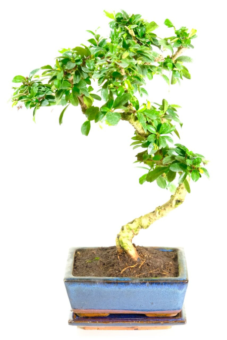 Artistic Fukien Tea Tree bonsai for sale.