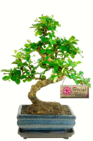 Twisty flowering indoor bonsai gift for your sister