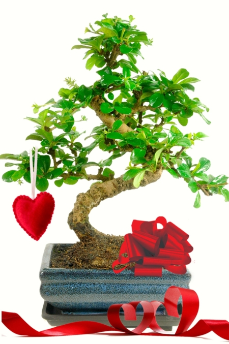 Sensational with love valentines bonsai with handmade red heart