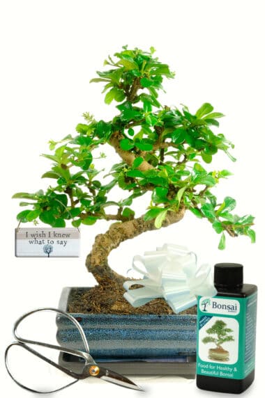 Flowering Indoor Bonsai beginners Starter Kit - I wish I Knew what to say Gift Edition
