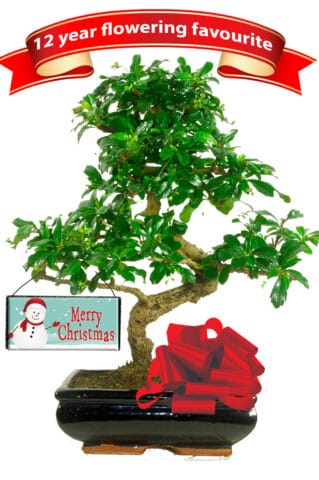 Flowering Christmas bonsai tree gift with Snowman Merry Christmas tag