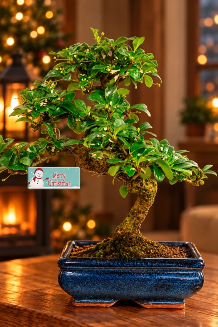 Bonsai Make Unique and Artistic Christmas Gifts | A Beautiful 12-Year-Old Flowering Carmona microphylla with Festive Touches