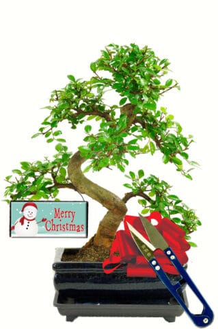 Chinese Elm bonsai, snowman tag, snips and drip tray