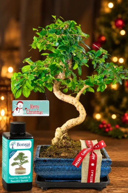 Flowering Twisty Indoor Bonsai Christmas Gift Set