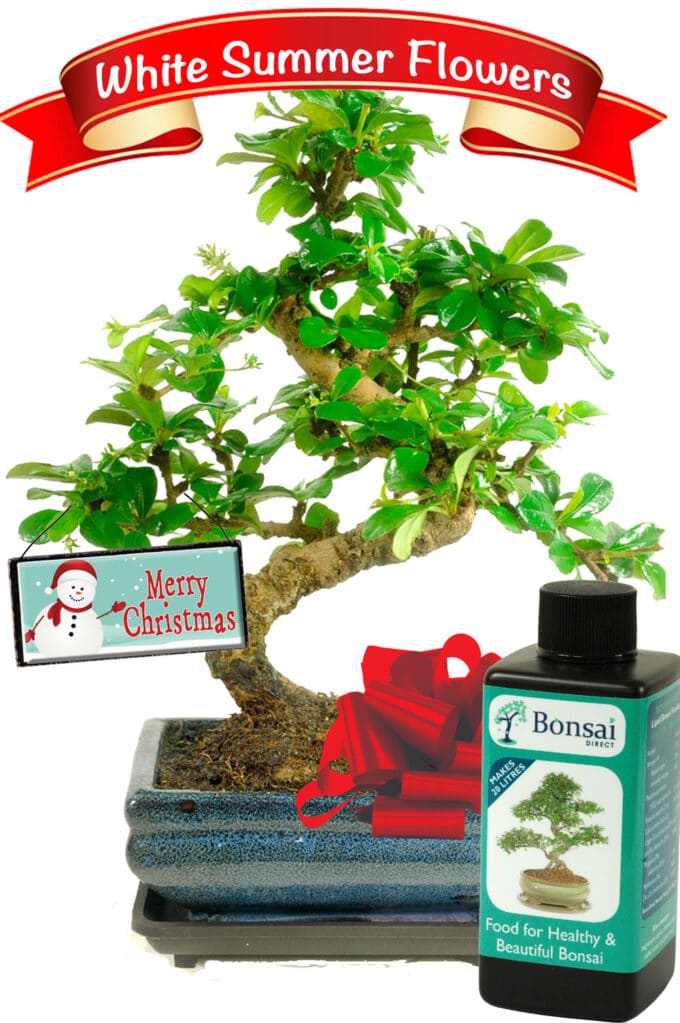 Merry Christmas flowering indoor bonsai with bonsai fertiliser