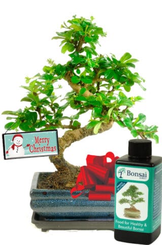 Sensational merry Christmas flowering ornamental bonsai gift