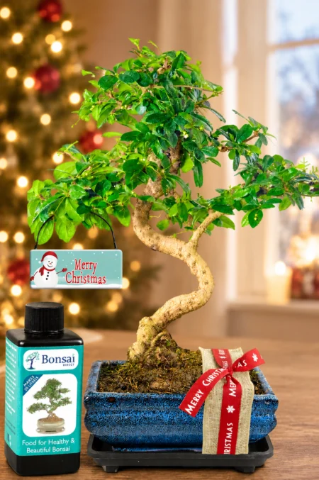 Fukien Tea Tree Flowering indoor bonsai Christmas gift