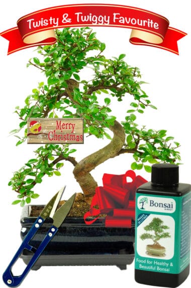 Delightful Beginners indoor bonsai starter kit