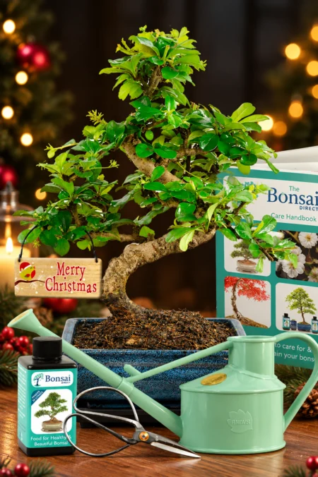 TOP RECOMMENDATION Christmas Twisty Flowering Tea Tree Bonsai Starter Kit - BEST BUY