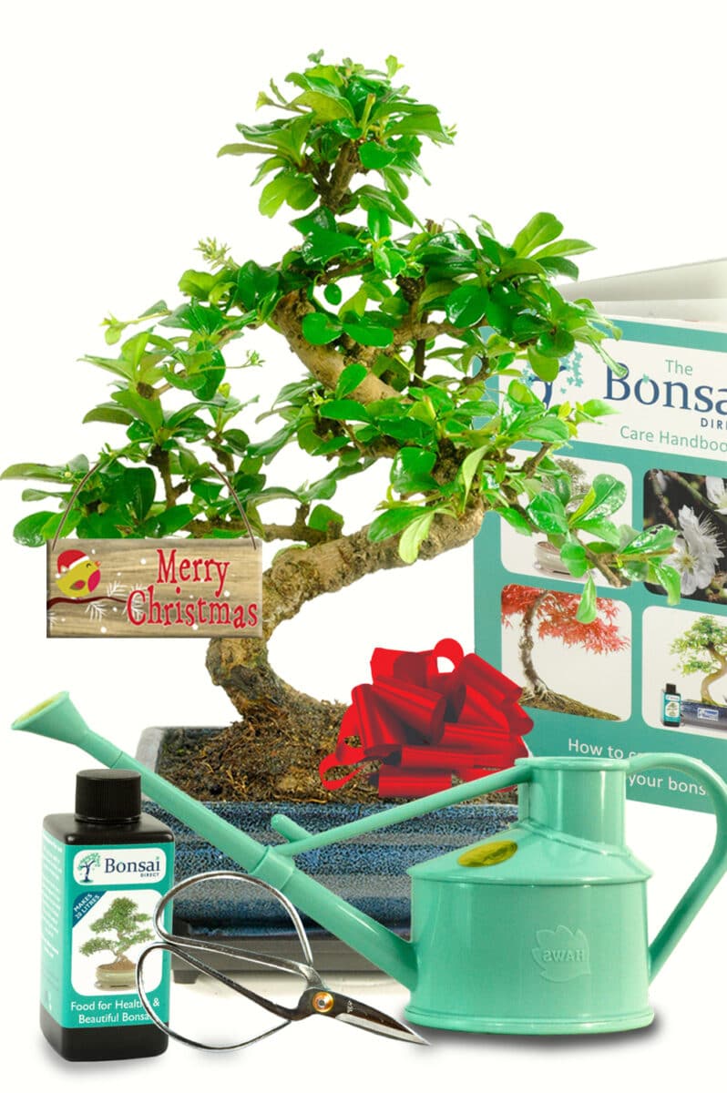 Christmas Bonsai Tree Ultimate Value Beginners Bonsai Kit