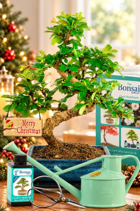 Top Recommendation - you save 20% OFF this awesome beginners bonsai tree starter pack if you order NOW!