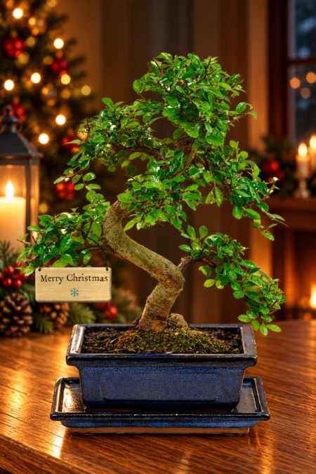 A Beautiful 8-Year-Old Chinese Elm Christmas Bonsai Gift
