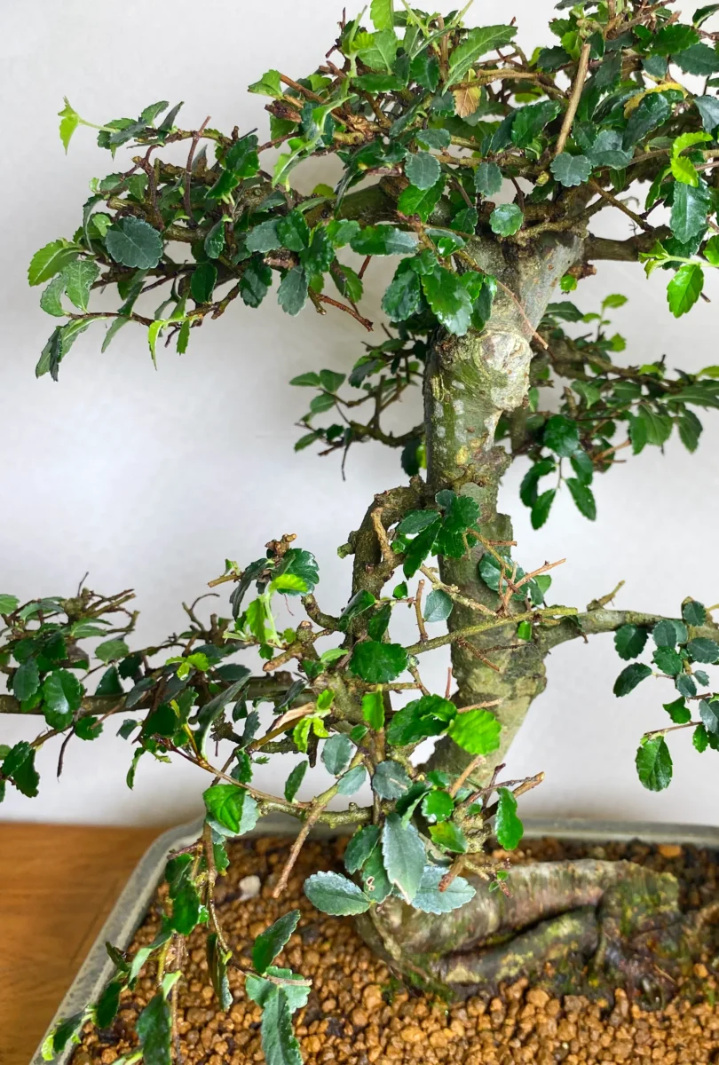 Chinese Elm bare branches