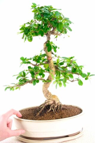 Large and impressive flowering indoor bonsai with a mint character