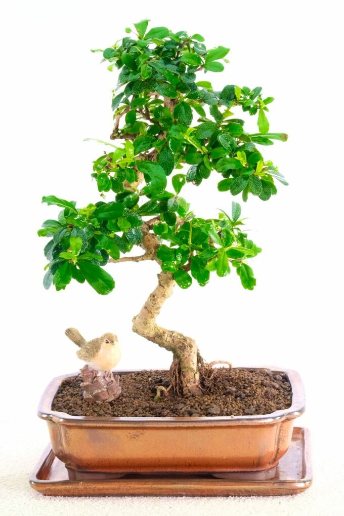 The most exemplary flowering indoor bonsai and cheerful pot