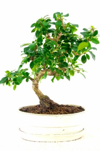 Stunning bonsai with s-shaped trunk and thick green foliage