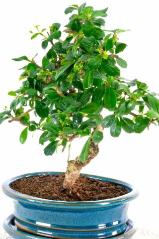 A truly splendid indoor bonsai with stunning twist