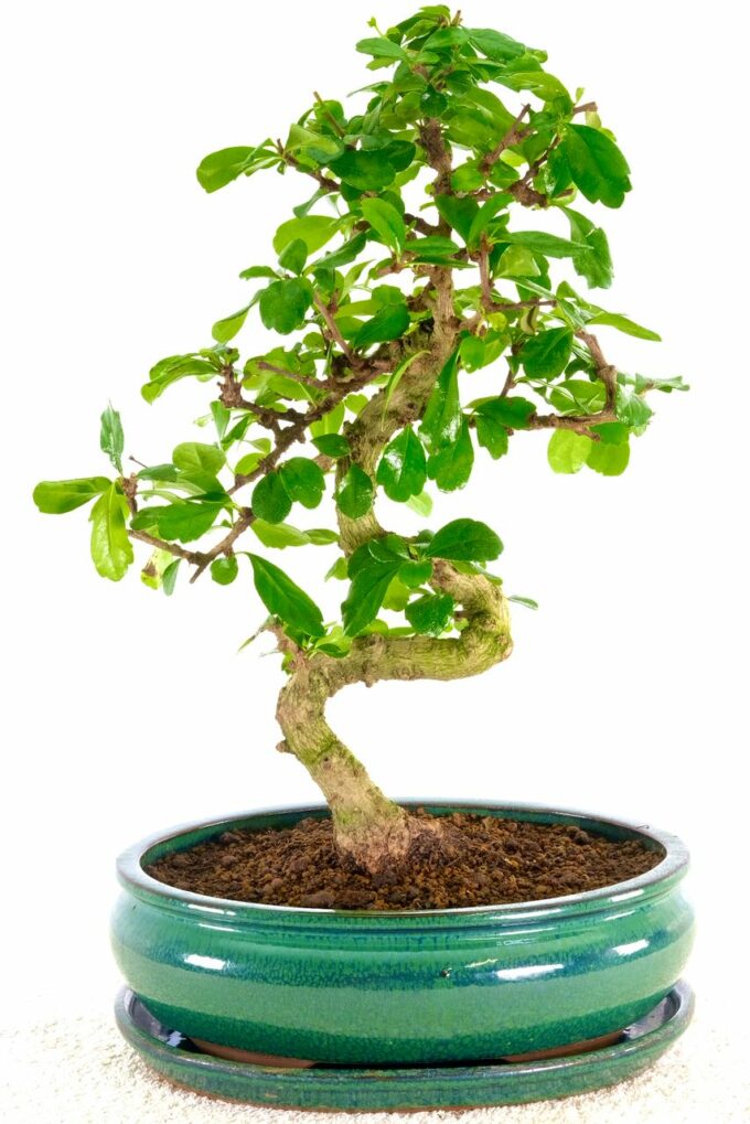 Beautiful Oriental Tea Tree bonsai for sale UK