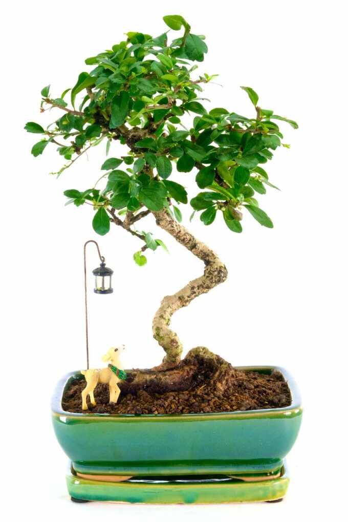 Festive Oriental Tea Tree bonsai for sale UK