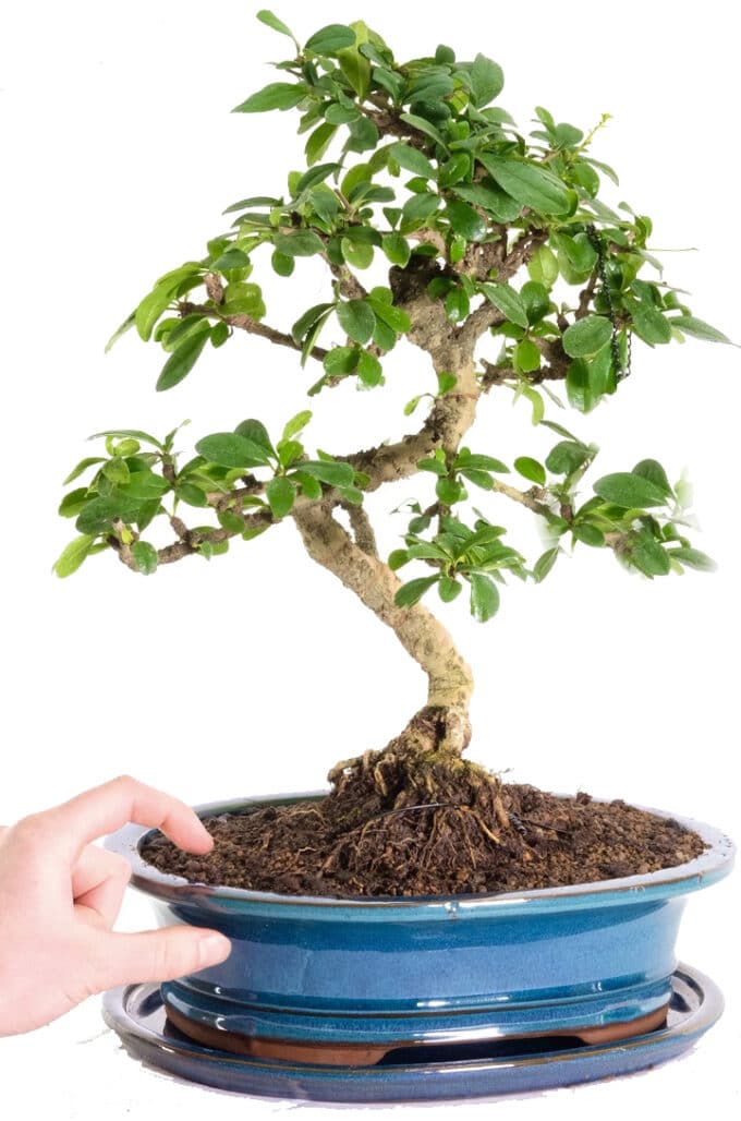 Mature and artistic flowering Tea tree bonsai in teal pot for sale